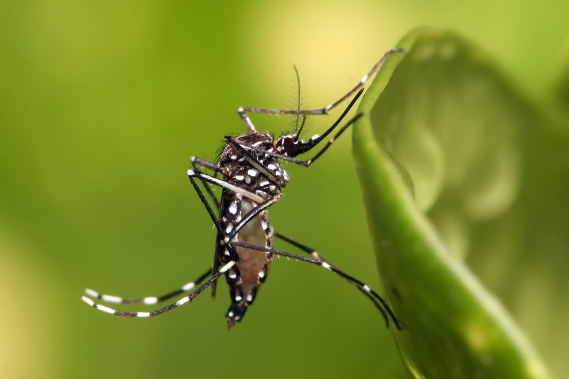 Boletim Epidemiológico indica aumento de casos prováveis de chikungunya