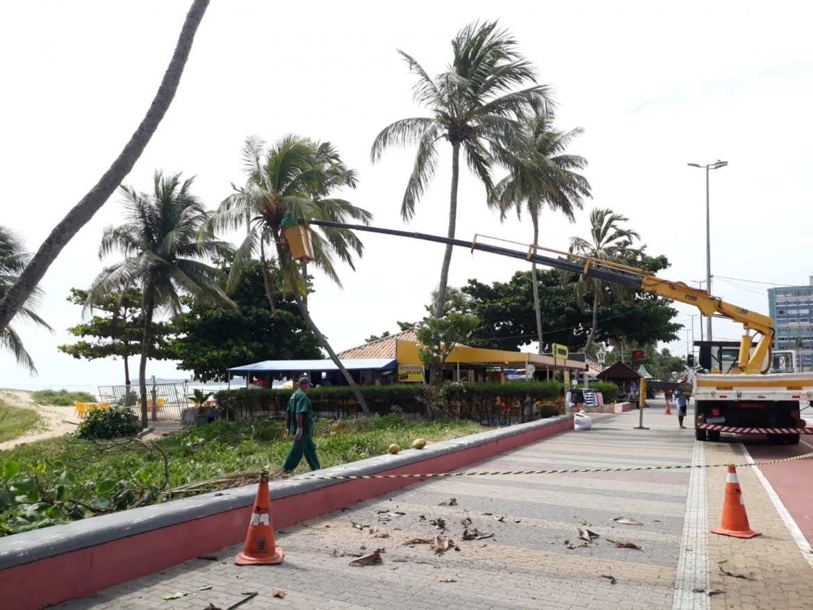 Prefeitura segue com limpeza de coqueiros e garante segurança para frequentadores da orla