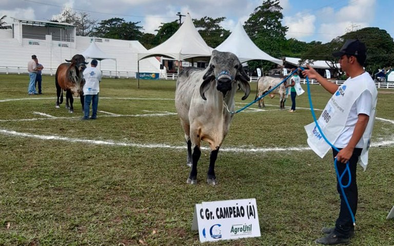 Empaer realiza leilão de gado bovino das raças Guzerá, Sindi e Pardo Suíça neste sábado