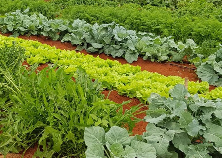 Agricultores familiares de São Domingos produzem hortaliças e frutas com assistência da Empaer