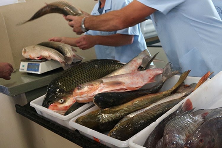 Secretaria Municipal de Saúde orienta população e dá dicas de higiene para a compra de pescados