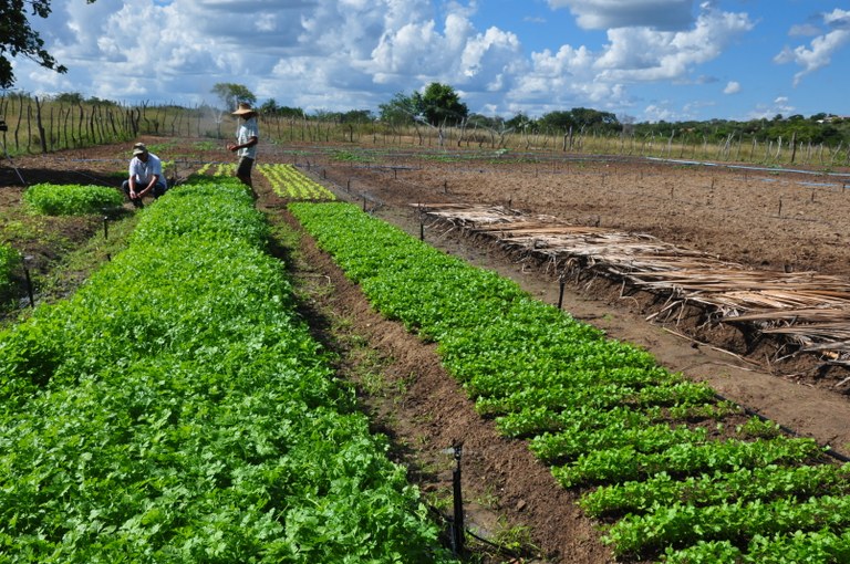 Governo lança edital para aquisição de alimentos da agricultura familiar