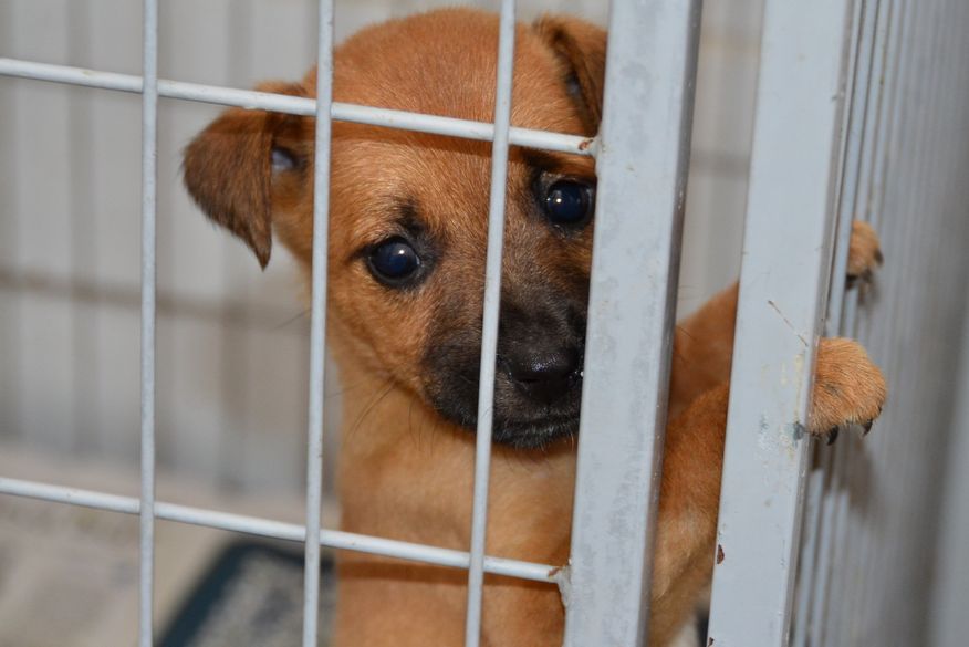 João Azevêdo sanciona lei que proíbe utilização de animais em testes de produtos cosméticos na Paraíba