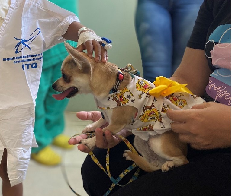 Terapia com cães ajuda na recuperação de pacientes no Hospital de Trauma de João Pessoa