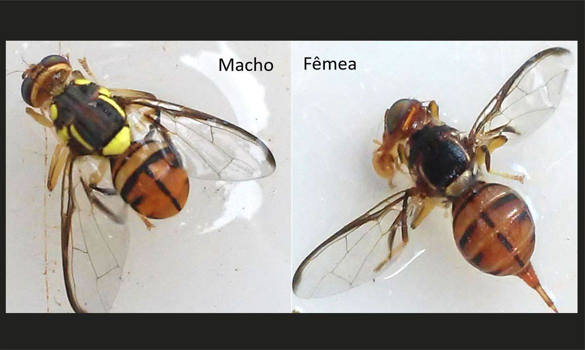 Ministério declara Roraima área de quarentena para mosca da carambola