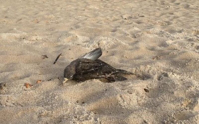 Exame em ave marinha encontrada morta em praia da Paraíba descarta gripe aviária