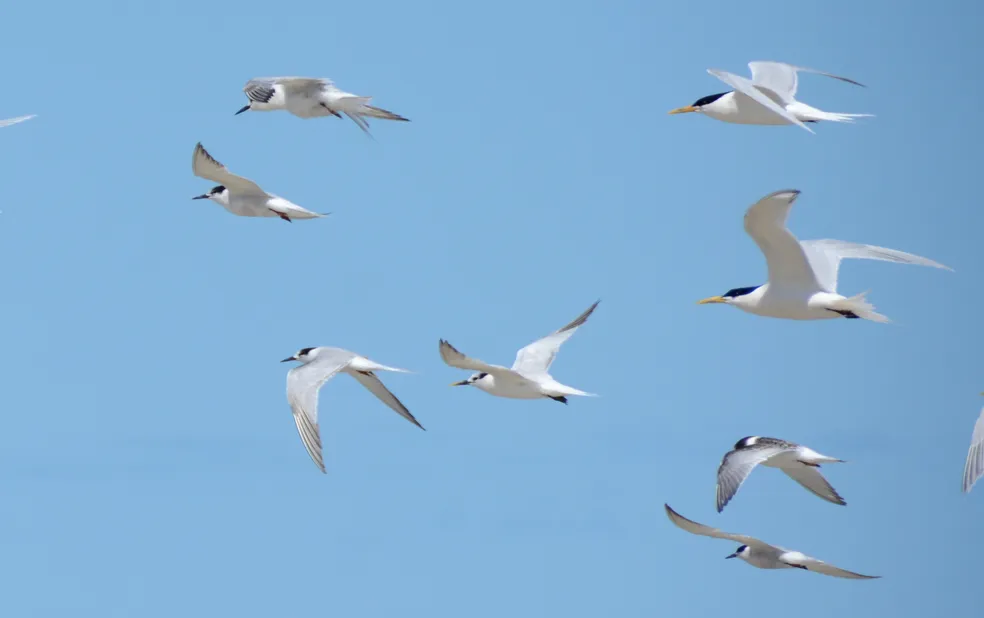 Número de focos de gripe aviária no Brasil sobe para 30, todos em aves silvestres