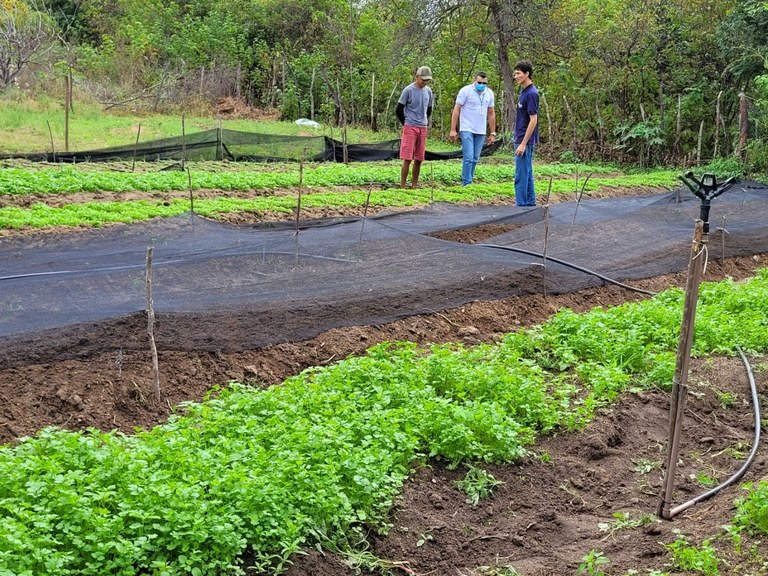 Cultivo de hortaliças garante renda para produtor rural em Brejo do Cruz