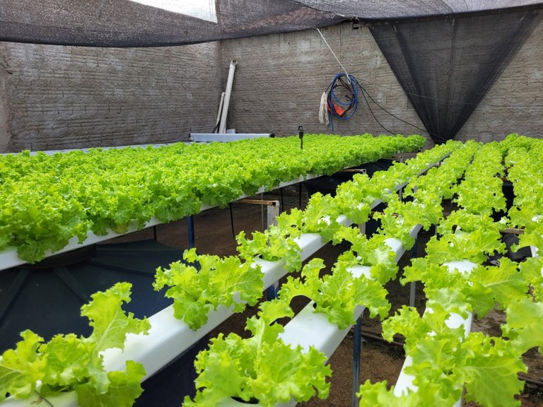 Cultivo da alface hidropônica garante renda para agricultor em Brejo do Cruz