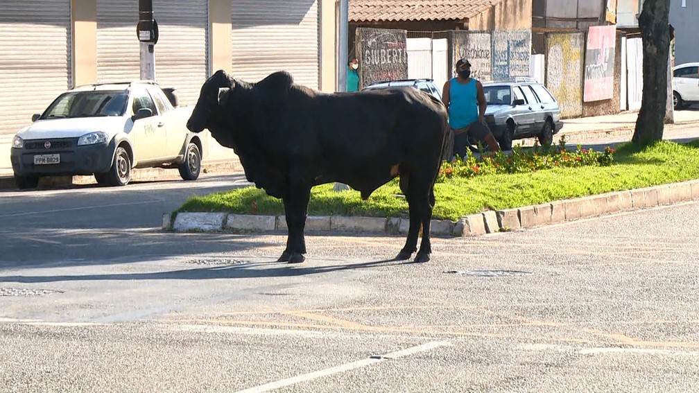 Município paraibano autoriza leilão ou abate de animais abandonados nas vias públicas