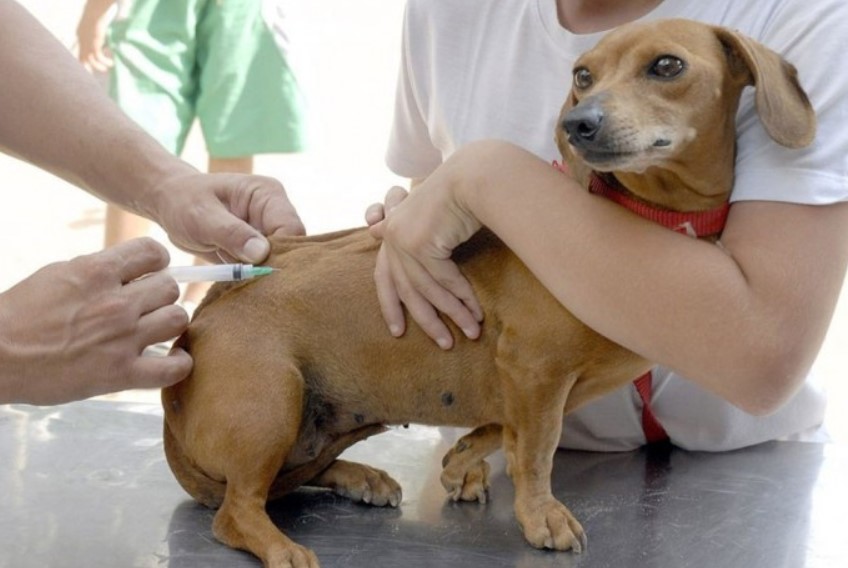 Dia D de vacinação contra a raiva animal acontece neste sábado em toda a Paraíba