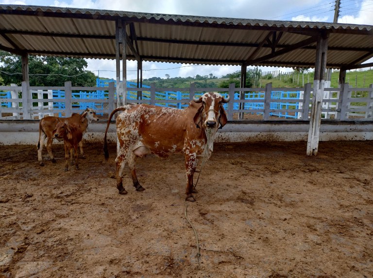 Empaer realiza leilão de animais de elite das raças Gir, Guzerá e Sindi no próximo dia 23