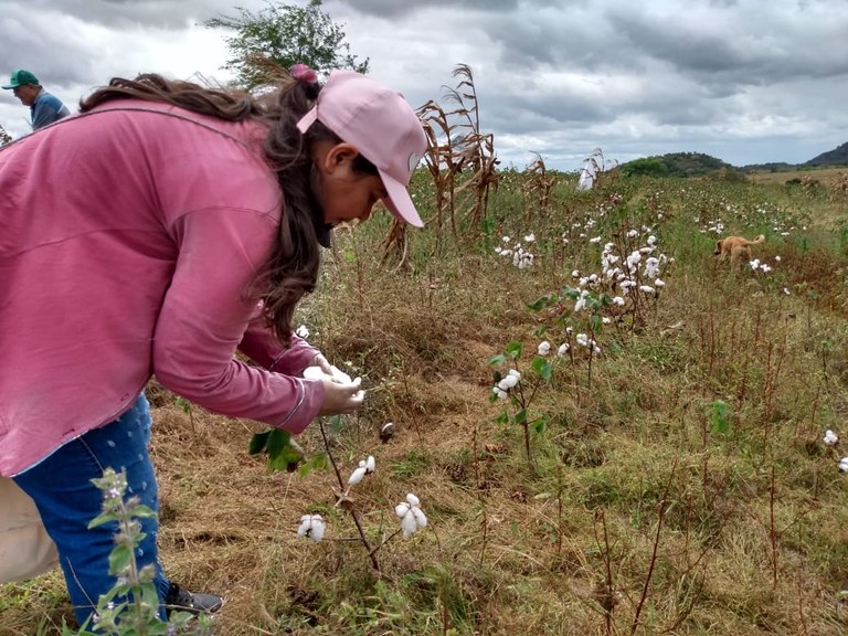 Agricultores da Agrovila Águas de Acauã começam colheita