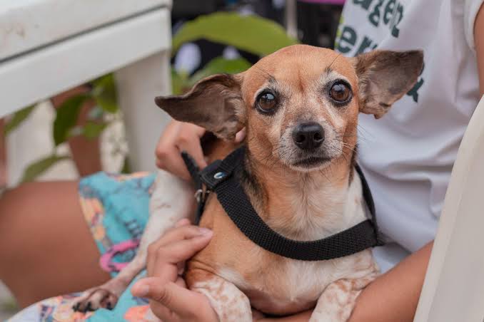 Saúde cadastra ONGs e protetores independentes de animais para avaliar causa animal na Paraíba