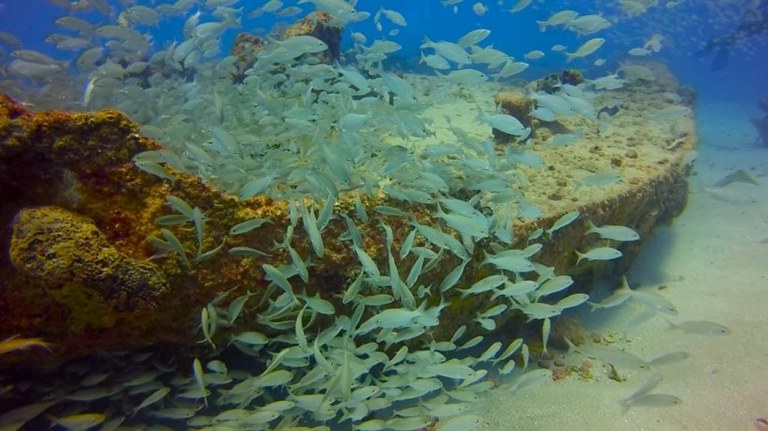 Área de Proteção Ambiental Naufrágio Queimado passa a integrar projeto de preservação do Governo Federal