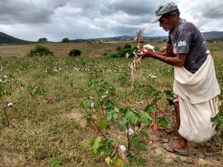 Agricultores de projeto do Governo em Acauã começam colheita de algodão e produção já tem compra garantida