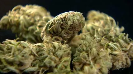 Justiça autoriza fornecimento da flor da maconha para fins medicinais na PB