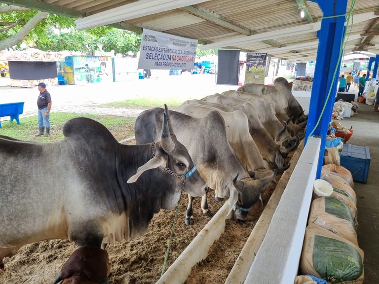 Em Campina Grande: Empaer participa da Expapi com 27 animais de alto padrão genético