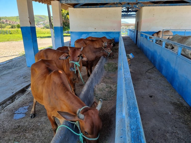 Empaer realiza leilão de animais bovinos de elite durante exposição em Campina Grande
