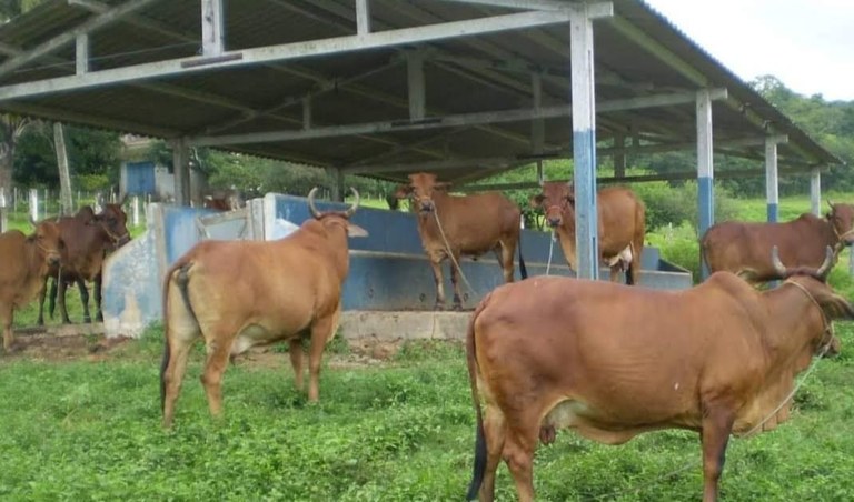 Paraíba Agronegócios sedia leilão de animais da Empaer, neste sábado