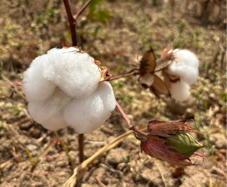 Governo da Paraíba incentiva cultivo do algodão orgânico e beneficia mais de 300 famílias agricultoras