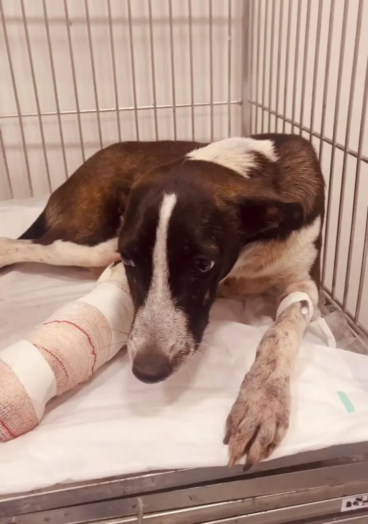 População pode denunciar casos de maus-tratos a animais pelo aplicativo ‘João Pessoa na Palma da Mão’ População pode denunciar casos de maus-tratos a animais pelo aplicativo ‘João Pessoa na Palma da Mão’