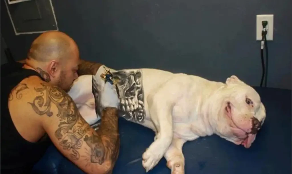 Governo sanciona lei que proíbe tatuagens e piercings em cães e gatos Governo sanciona lei que proíbe tatuagens e piercings em cães e gatos
