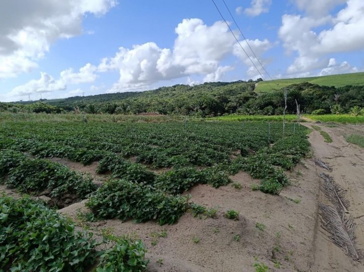 incra cria assentamento em area da antiga usina maravilhas em pedras de fogo